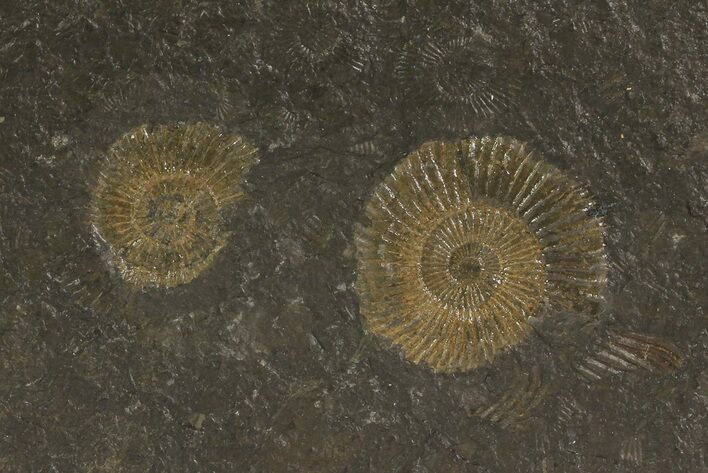 Dactylioceras Ammonite Plate - Posidonia Shale, Germany #79300